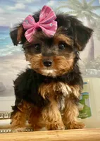 Teacup Tia, a female Morkie for sale in Uniontown, OH – 5 of 9