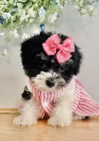 Toy sized Star, a female Havanese for sale in Uniontown, OH – 5 of 7