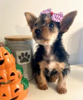 Teacup Pumpkin, a female Yorkshire Terrier for sale in Uniontown, OH – 7 of 9