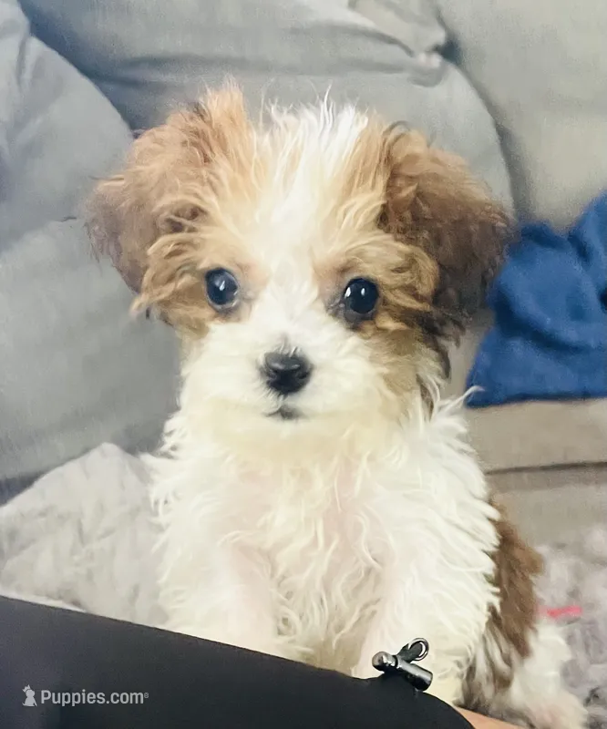 Teacup Tuck – Havapoo puppy for sale in Uniontown, OH