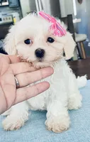 Teacup Tenley, a female Maltese for sale in Uniontown, OH – 5 of 7