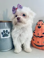 Tiny Jade, a female Maltese for sale in Uniontown, OH – 8 of 9