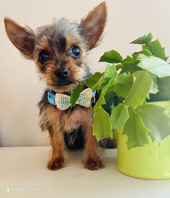 Teacup Troy – Yorkshire Terrier puppy for sale in Uniontown, OH