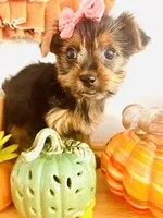Teacup pumpkin, a female Yorkshire Terrier for sale in Uniontown, OH – 5 of 9