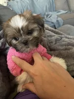 Tulip, a female Shih Tzu for sale in Uniontown, OH – Photo 6 of 8