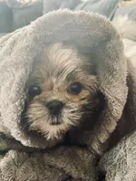 Tulip, a female Shih Tzu for sale in Uniontown, OH – Photo 7 of 8