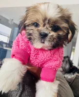 Tulip, a female Shih Tzu for sale in Uniontown, OH – Photo 5 of 8