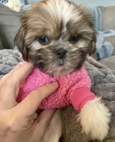 Tulip, a female Shih Tzu for sale in Uniontown, OH – Photo 4 of 8
