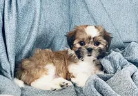 Tulip, a female Shih Tzu for sale in Uniontown, OH – Photo 2 of 8