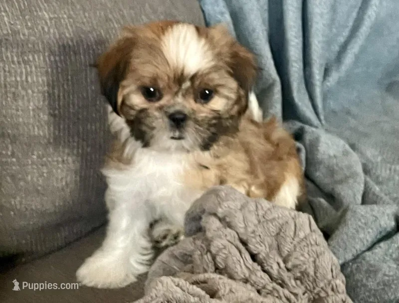Tulip, a female Shih Tzu for sale in Uniontown, OH – Photo 1 of 8