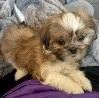 Tulip, a female Shih Tzu for sale in Uniontown, OH – Photo 3 of 8