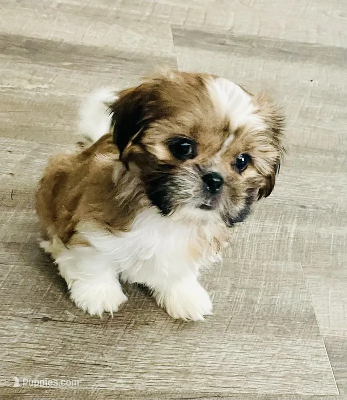 Tulip – Shih Tzu puppy on hold in Uniontown, OH