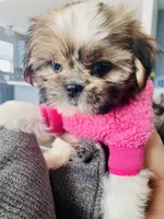 Tulip, a female Shih Tzu for sale in Uniontown, OH – Photo 8 of 8