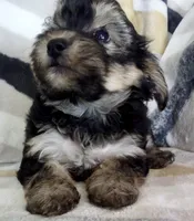 Morris, a male Shichon for sale in Uniontown, OH – 4 of 5