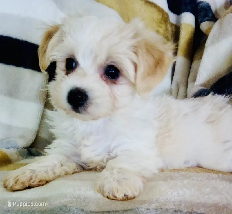 Minnie – Shichon puppy for sale in Uniontown, OH