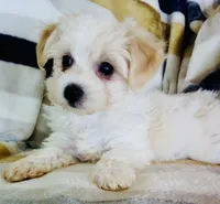 Minnie, a female Shichon for sale in Uniontown, OH – 1 of 6
