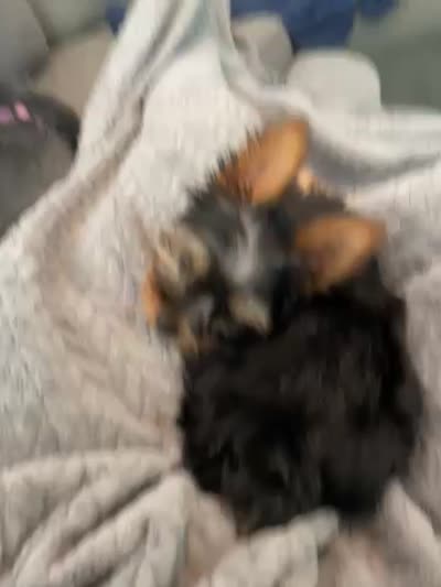 Luna, a female Yorkshire Terrier for sale in Uniontown, OH – 7 of 7