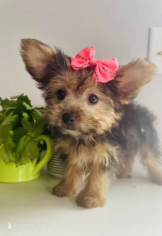 Tiny – Yorkshire Terrier puppy for sale in Uniontown, OH