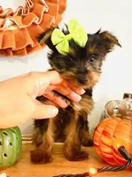 Tiny Apple, a female Yorkshire Terrier for sale in Uniontown, OH – 8 of 9