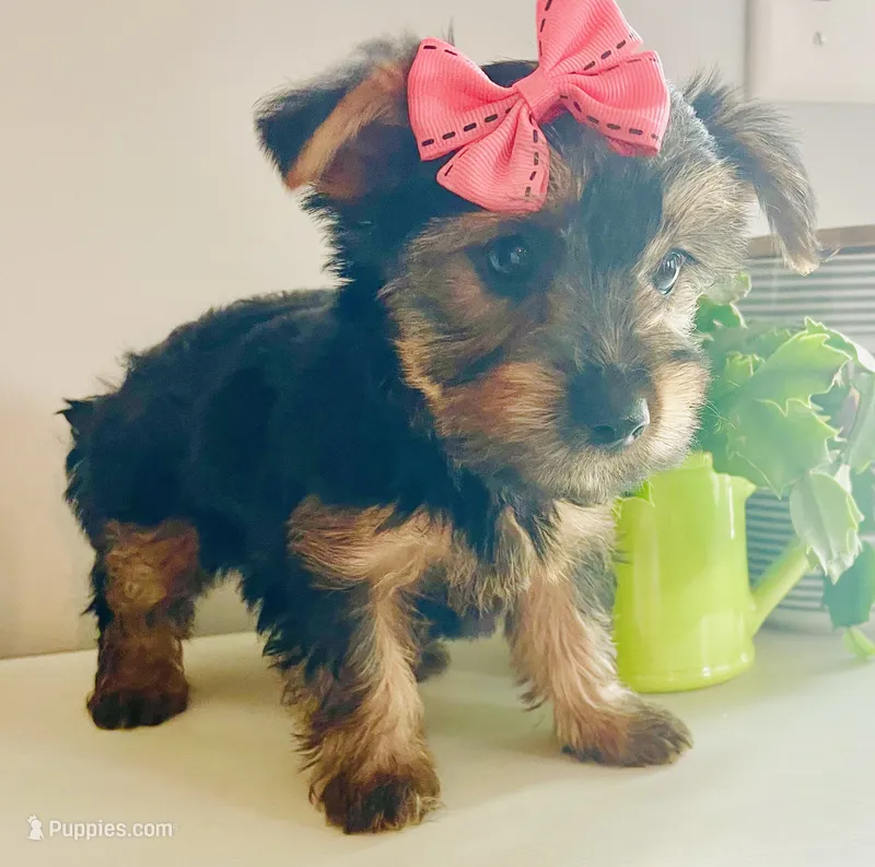 Tiny Tilly – Yorkshire Terrier puppy for sale in Uniontown, OH