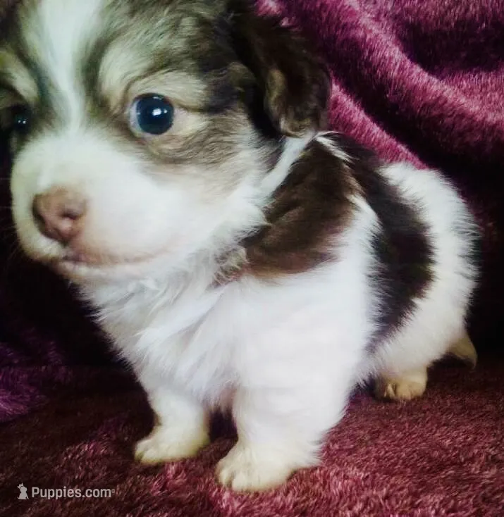 Skylar – Havanese puppy for sale in Uniontown, OH