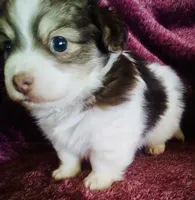 Skylar, a male Havanese for sale in Uniontown, OH – 1 of 5