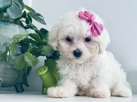Teacup Tenley, a female Maltese for sale in Uniontown, OH – 4 of 7