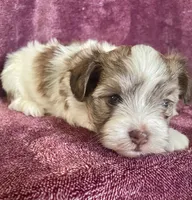 Brown and white, a male Havanese for sale in Uniontown, OH – 4 of 7