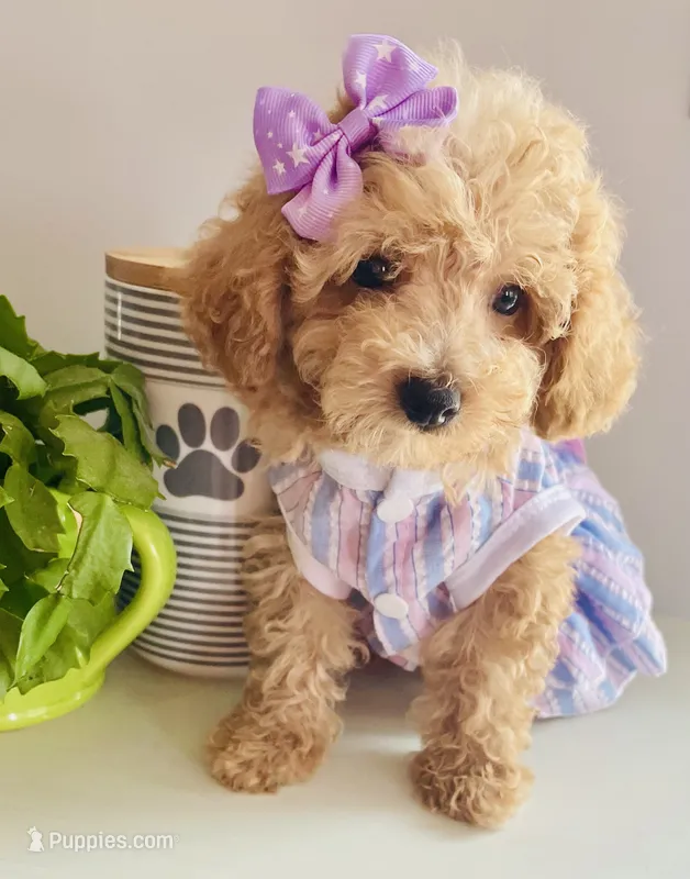 Tiny tulip – Maltipoo puppy for sale in Uniontown, OH