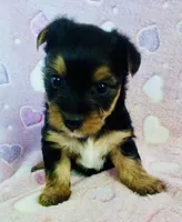 Sierra, a female Yorkshire Terrier for sale in Uniontown, OH – 4 of 4