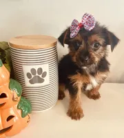 Teacup Candy, a female Yorkshire Terrier for sale in Uniontown, OH – 2 of 10