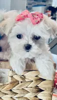 Teacup Lily, a female Maltese for sale in Uniontown, OH – 3 of 7