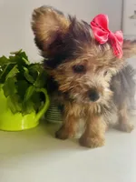 Tiny, a female Yorkshire Terrier for sale in Uniontown, OH – 7 of 7