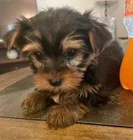 Little luke, a male Yorkshire Terrier for sale in Uniontown, OH – 5 of 5
