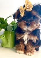 Teacup Talia, a female Morkie for sale in Uniontown, OH – 8 of 9