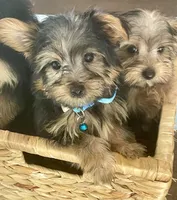 Sierra, a female Yorkshire Terrier for sale in Uniontown, OH – 2 of 8