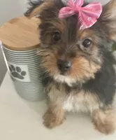 Renee, a female Yorkshire Terrier for sale in Uniontown, OH – 7 of 8