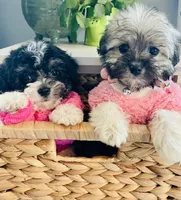 Toy sized Nori, a female Havanese for sale in Uniontown, OH – 7 of 7
