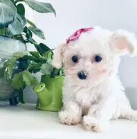 Teacup tiana, a female Maltese for sale in Uniontown, OH – 5 of 9