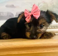 Tiny Tilly, a female Yorkshire Terrier for sale in Uniontown, OH – 8 of 10