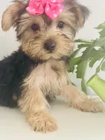 Sierra, a female Yorkshire Terrier for sale in Uniontown, OH – 5 of 8