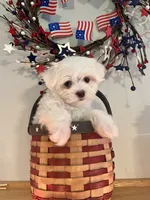 Tiny Della, a female Maltese for sale in Uniontown, OH – 7 of 8