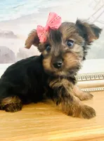 Tiny Tilly, a female Yorkshire Terrier for sale in Uniontown, OH – 3 of 10