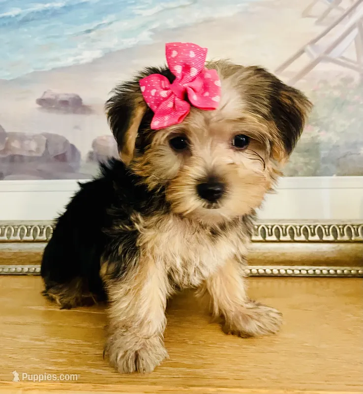 Tiny Tiarra – Yorkshire Terrier puppy for sale in Uniontown, OH