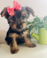 Tiny Tilly, a female Yorkshire Terrier for sale in Uniontown, OH – 9 of 10