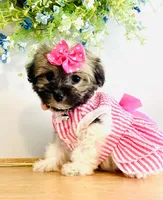 Toy sized Nori, a female Havanese for sale in Uniontown, OH – 1 of 7