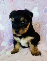 Sierra, a female Yorkshire Terrier for sale in Uniontown, OH – 3 of 4
