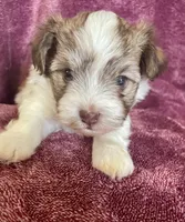 Brown and white, a male Havanese for sale in Uniontown, OH – 6 of 7