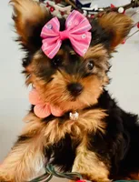 Little Layla, a female Yorkshire Terrier for sale in Uniontown, OH – 6 of 7