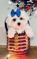 Little Darcy, a female Maltese for sale in Uniontown, OH – 3 of 8
